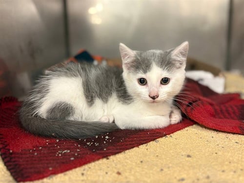 ANGELA - Domestic Short Hair available for adoption