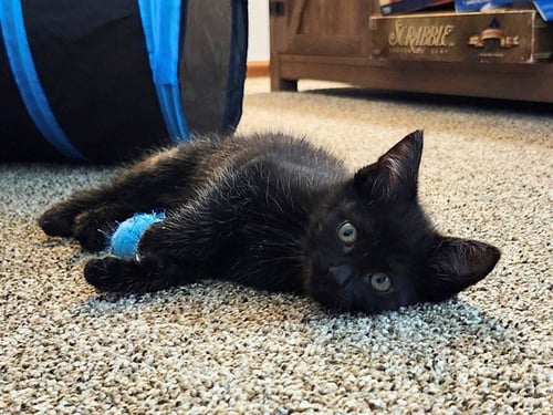 SALEM - Domestic Short Hair available for adoption