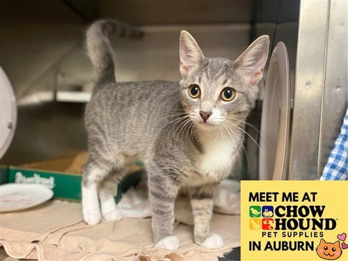 GALADRIEL - Domestic Short Hair available for adoption