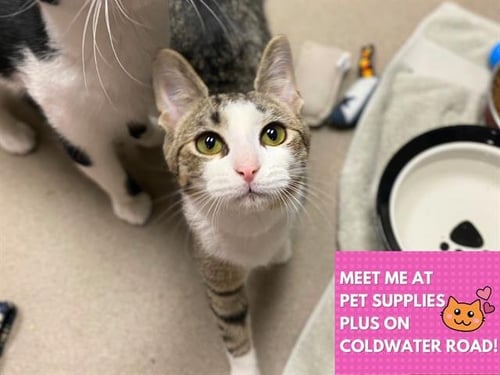 KITTIE - Domestic Short Hair for adoption in Fort Wayne