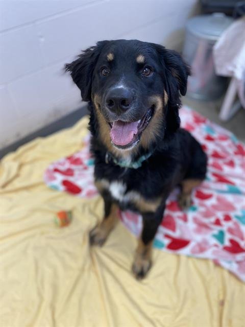 DEXTER - Bernese Mountain Dog for adoption in Fort Wayne
