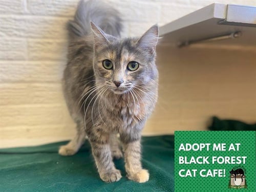 SNUGGLES - Domestic Medium Hair available for adoption