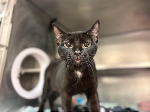 FAYE - Domestic Short Hair available for adoption