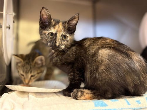 EVANGELINE - Domestic Short Hair available for adoption