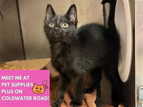 GORDO - Domestic Short Hair for adoption in Fort Wayne