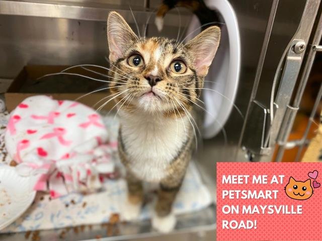 EMORY - Domestic Short Hair available for adoption