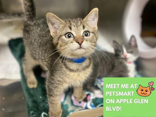 BASIL - Domestic Short Hair available for adoption
