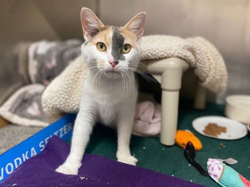 SIDNEY LOU - Domestic Short Hair available for adoption