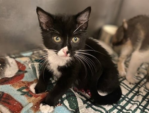 Q-TIP - Domestic Short Hair available for adoption