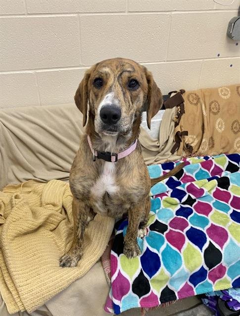 BIRDIE MAE - Plott Hound available for adoption