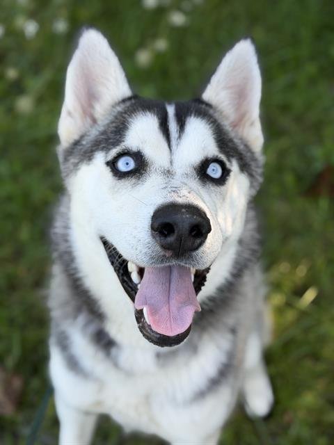 GOOFUS MCDOOFUS - Siberian Husky available for adoption