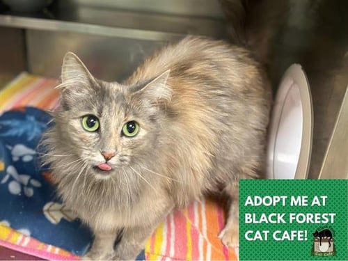 JULIANA - Domestic Long Hair available for adoption