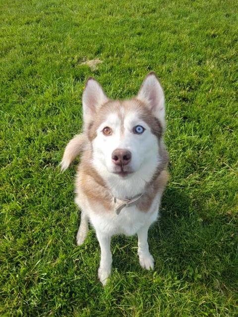 BURGUNDY - Siberian Husky for adoption in Fort Wayne