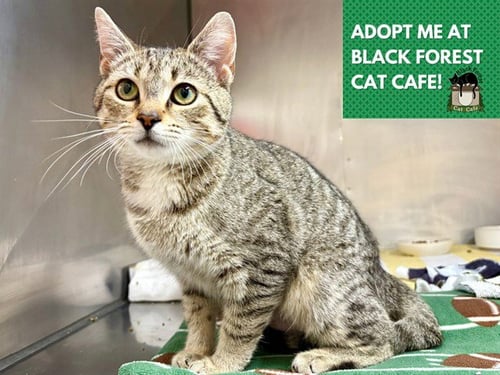 DAPHNE - Domestic Short Hair available for adoption