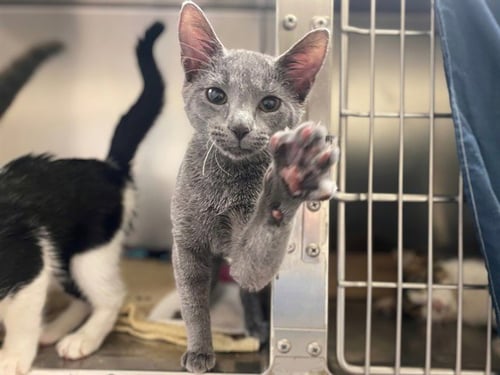 REGINA - Domestic Short Hair for adoption in Fort Wayne