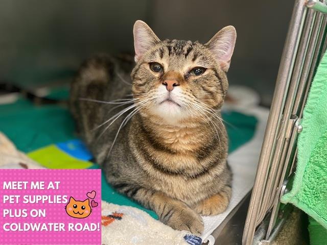 CHIP - Domestic Short Hair available for adoption