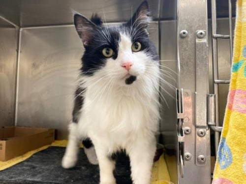 SAMMY - Domestic Medium Hair available for adoption