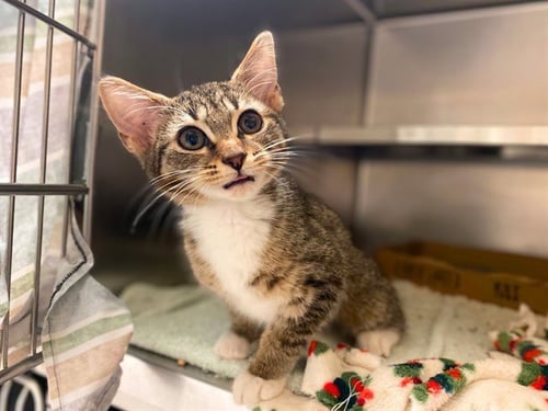 BRIE - Domestic Short Hair for adoption in Fort Wayne