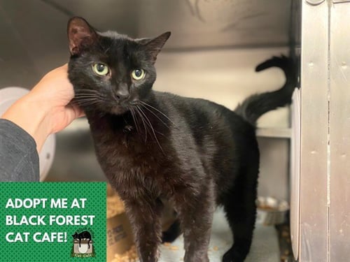 SALEM - Domestic Short Hair available for adoption