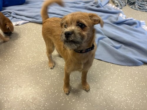 ONION RING - Cairn Terrier available for adoption