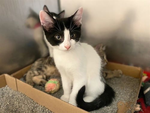 LITTLE SPOTTY PIPPIN - Domestic Short Hair available for adoption