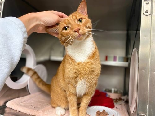 MR. SAMMY - Domestic Short Hair available for adoption