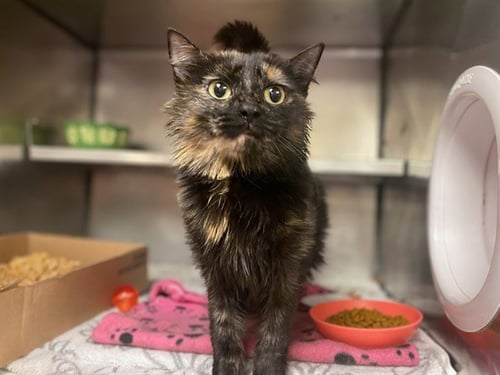 DEMETER - Domestic Medium Hair available for adoption