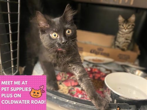 BATTY - Domestic Long Hair available for adoption