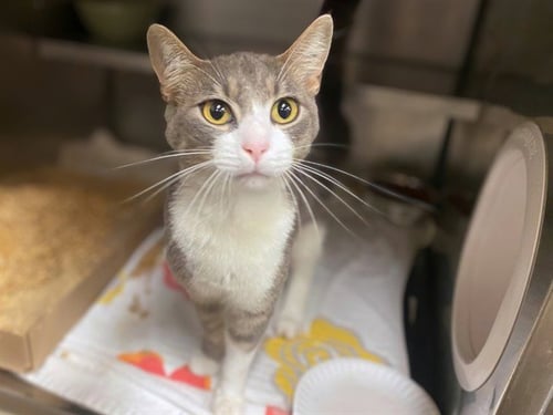 BOBA - Domestic Short Hair available for adoption