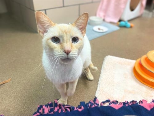 OPIE - Domestic Short Hair available for adoption