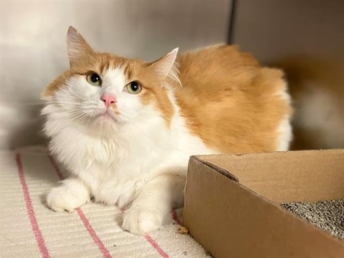 LILY - Domestic Long Hair available for adoption