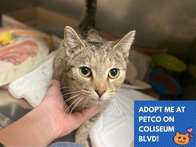 MINNOW - Domestic Short Hair available for adoption