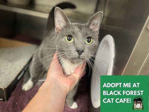 MAMA - Domestic Short Hair available for adoption