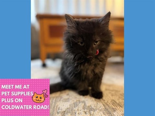 THEO - Domestic Long Hair available for adoption