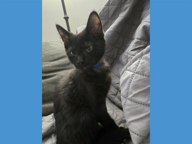 BOBBY - Domestic Medium Hair available for adoption