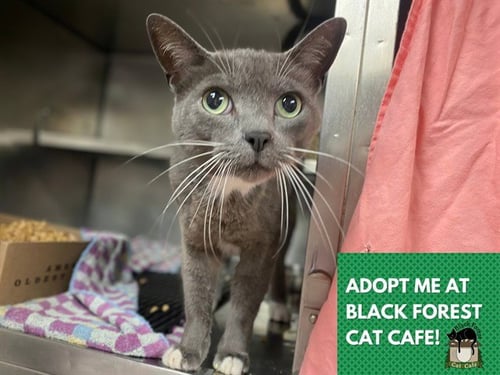 TWINKLE - Domestic Short Hair for adoption in Fort Wayne