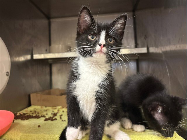 SIR POUNCE-A-LOT Image