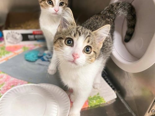 DAISY - Domestic Short Hair for adoption in Fort Wayne