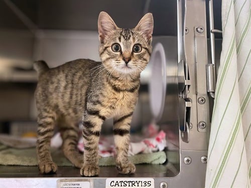 COLLYWOBBLES - Domestic Short Hair available for adoption