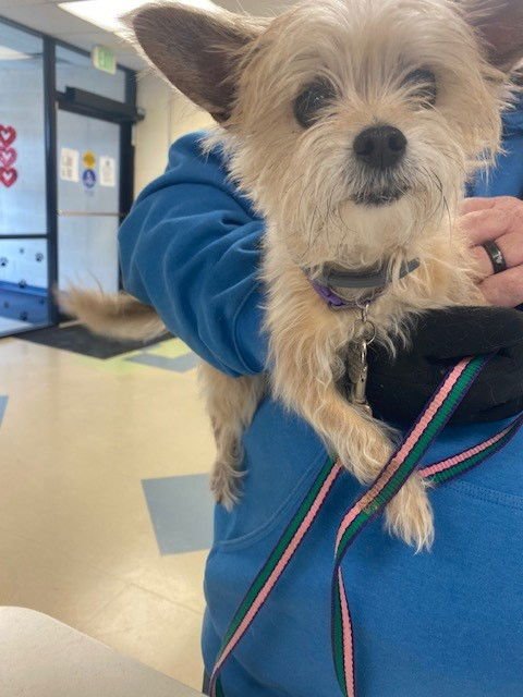 CUPCAKE - Jack Russell Terrier (Parson Russell Terrier) available for adoption