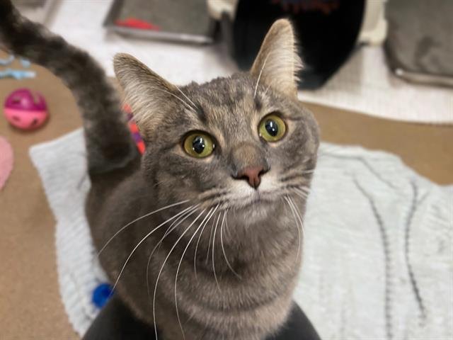 SOPHIE - Domestic Short Hair available for adoption