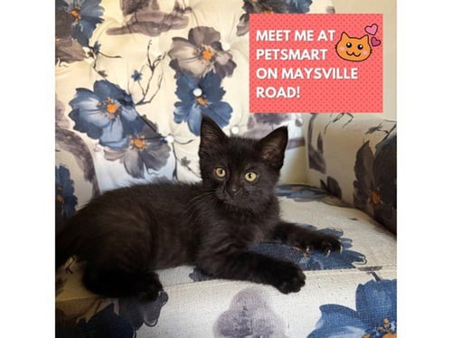 VADER - Domestic Medium Hair available for adoption