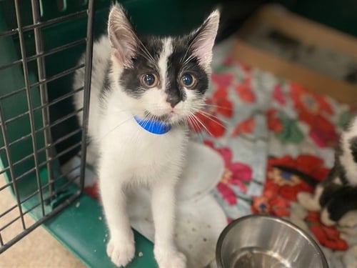 ANGUS - Domestic Short Hair available for adoption