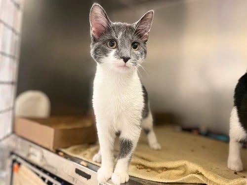 GRETCHEN - Domestic Short Hair for adoption in Fort Wayne