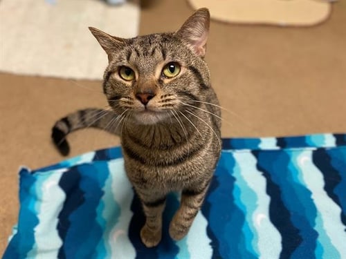 TIGRE - Domestic Short Hair available for adoption