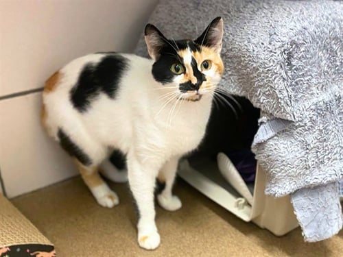 CLOVER - Domestic Short Hair available for adoption