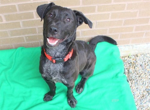 HADES - Labrador Retriever available for adoption
