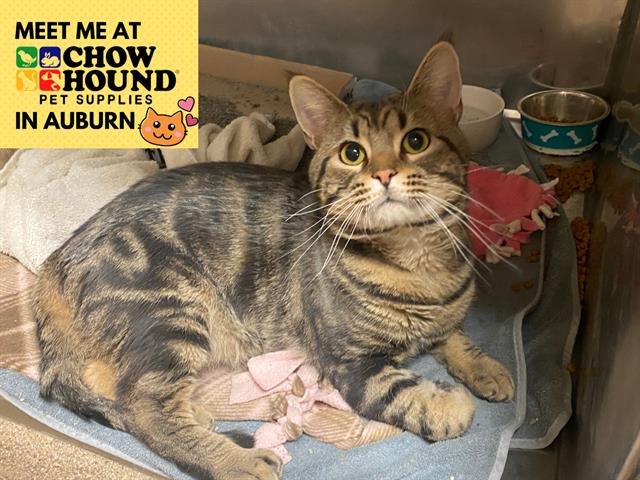 TOFFEE - Domestic Short Hair available for adoption