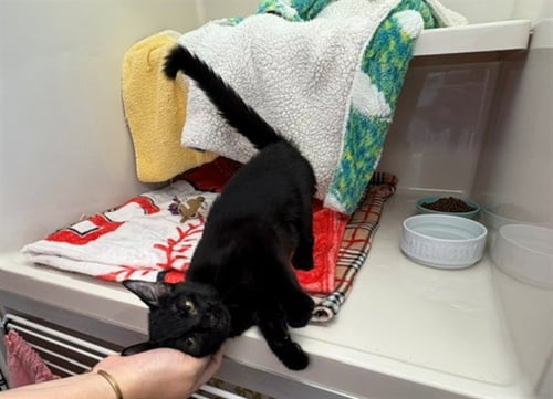 ASHLEY MARIE - Domestic Short Hair available for adoption