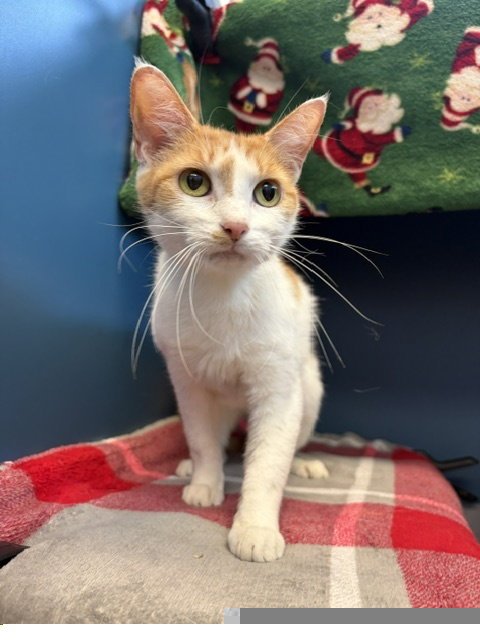 RINGO - Domestic Short Hair available for adoption